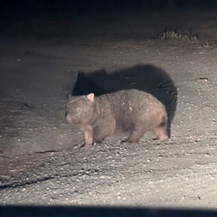 Vombatus ursinus at Kambah, ACT - 29 Sep 2024