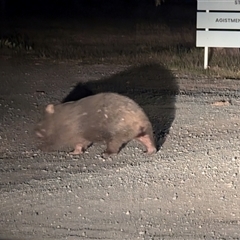 Vombatus ursinus at Kambah, ACT - 29 Sep 2024