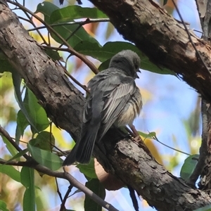 Pachycephala rufiventris at Moruya, NSW - 28 Sep 2024