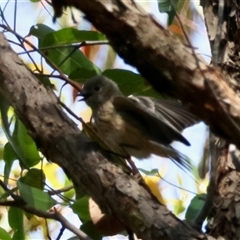 Pachycephala rufiventris at Moruya, NSW - 28 Sep 2024