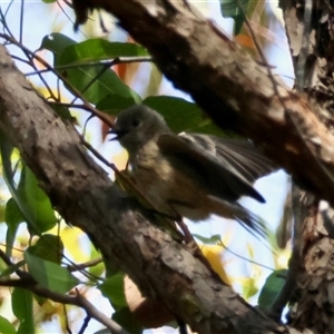 Pachycephala rufiventris at Moruya, NSW - 28 Sep 2024