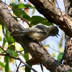 Pachycephala rufiventris at Moruya, NSW - suppressed