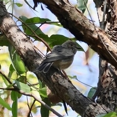 Pachycephala rufiventris at Moruya, NSW - 28 Sep 2024