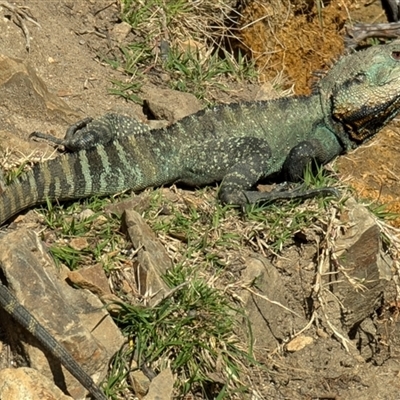 Intellagama lesueurii howittii (Gippsland Water Dragon) at Booth, ACT - 29 Sep 2024 by HelenCross