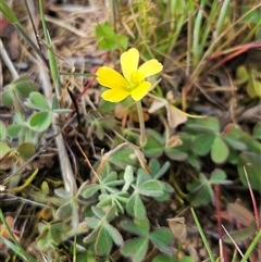 Oxalis sp. (Wood Sorrel) at Whitlam, ACT - 28 Sep 2024 by sangio7