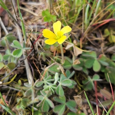 Oxalis sp. (Wood Sorrel) at Whitlam, ACT - 28 Sep 2024 by sangio7