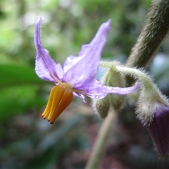 Solanum magnifolium at Mossman Gorge, QLD - 6 Sep 2022 by Jase