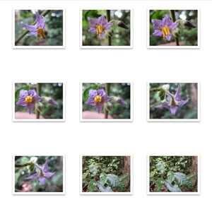 Solanum magnifolium at Mossman Gorge, QLD by Jase