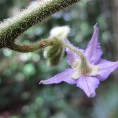 Solanum magnifolium at suppressed - suppressed
