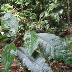 Solanum magnifolium at Syndicate, QLD - suppressed