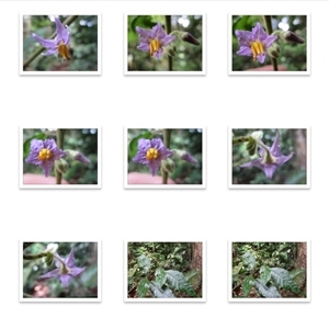 Solanum magnifolium at Syndicate, QLD - suppressed