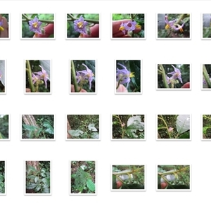 Solanum magnifolium at Mossman Gorge, QLD - suppressed