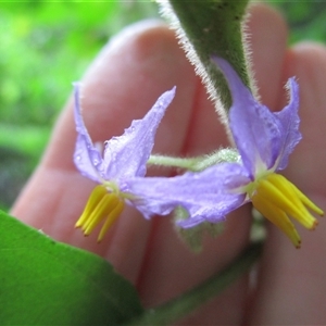 Solanum magnifolium at suppressed - suppressed