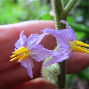 Solanum magnifolium at Syndicate, QLD - suppressed