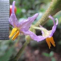 Solanum magnifolium at Syndicate, QLD - suppressed