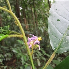 Solanum magnifolium at Syndicate, QLD - suppressed