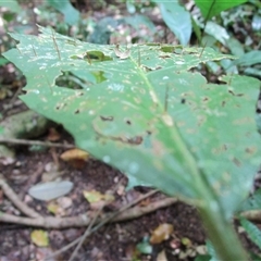 Solanum magnifolium at Mossman Gorge, QLD - 11 Sep 2022 by Jase