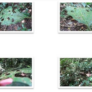 Solanum magnifolium at Mossman Gorge, QLD - suppressed