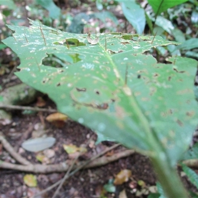 Solanum magnifolium at Mossman Gorge, QLD - 11 Sep 2022 by JasonPStewartNMsnc2016