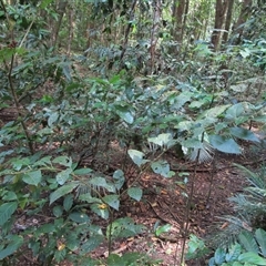 Solanum magnifolium at Mossman Gorge, QLD - 13 Sep 2022 by Jase