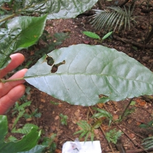 Solanum magnifolium at Syndicate, QLD - suppressed