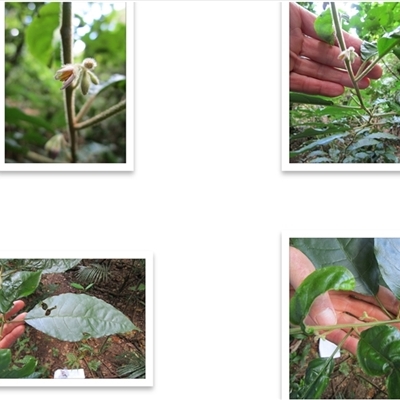 Solanum magnifolium at Mossman Gorge, QLD - 14 Sep 2022 by Jase