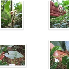 Solanum magnifolium at suppressed - suppressed