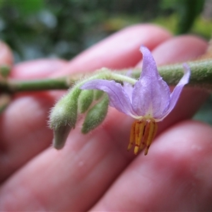 Solanum magnifolium at Syndicate, QLD - suppressed