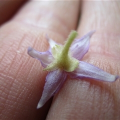 Solanum magnifolium at suppressed - suppressed