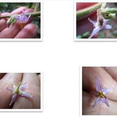 Solanum magnifolium at Syndicate, QLD - suppressed