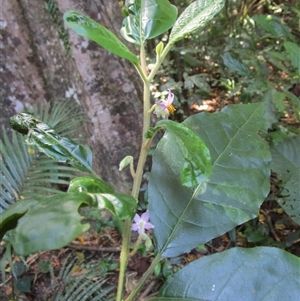 Solanum magnifolium at Syndicate, QLD - suppressed