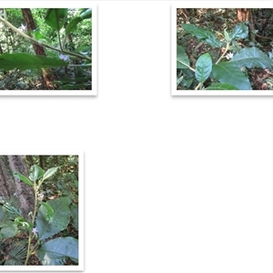 Solanum magnifolium at Mossman Gorge, QLD - suppressed