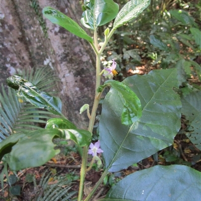 Solanum magnifolium at Mossman Gorge, QLD - 22 Sep 2022 by JasonPStewartNMsnc2016