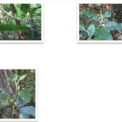 Solanum magnifolium at Syndicate, QLD - suppressed