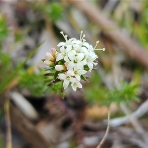 Asperula conferta at Whitlam, ACT - 28 Sep 2024