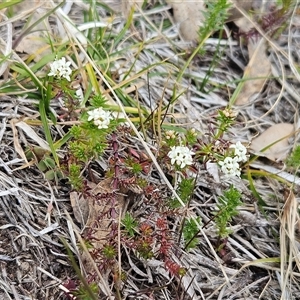 Asperula conferta at Whitlam, ACT - 28 Sep 2024