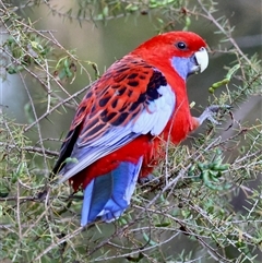 Platycercus elegans (Crimson Rosella) at Moruya, NSW - 28 Sep 2024 by LisaH