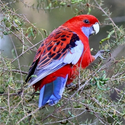 Platycercus elegans (Crimson Rosella) at Moruya, NSW - 28 Sep 2024 by LisaH