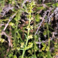 Galium gaudichaudii subsp. gaudichaudii (Rough Bedstraw) at Whitlam, ACT - 28 Sep 2024 by sangio7