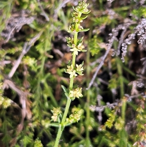 Galium gaudichaudii subsp. gaudichaudii at Whitlam, ACT - 28 Sep 2024 02:55 PM