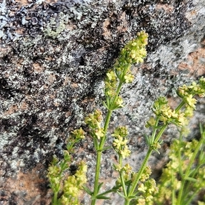 Galium gaudichaudii subsp. gaudichaudii at Whitlam, ACT - 28 Sep 2024 02:55 PM