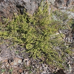 Galium gaudichaudii subsp. gaudichaudii at Whitlam, ACT - 28 Sep 2024 02:55 PM