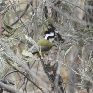 Falcunculus frontatus at Booth, ACT - 29 Sep 2024