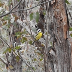 Falcunculus frontatus at Booth, ACT - 29 Sep 2024 03:26 PM