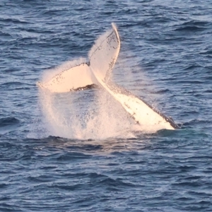 Megaptera novaeangliae at Guerilla Bay, NSW - 28 Sep 2024