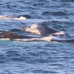 Megaptera novaeangliae at Guerilla Bay, NSW - 28 Sep 2024