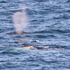 Megaptera novaeangliae at Guerilla Bay, NSW - 28 Sep 2024