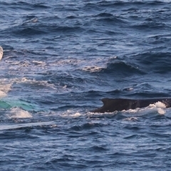 Megaptera novaeangliae at Guerilla Bay, NSW - 28 Sep 2024