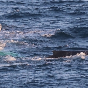 Megaptera novaeangliae at Guerilla Bay, NSW - 28 Sep 2024