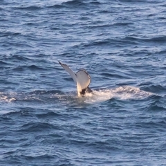 Megaptera novaeangliae at Guerilla Bay, NSW - 28 Sep 2024